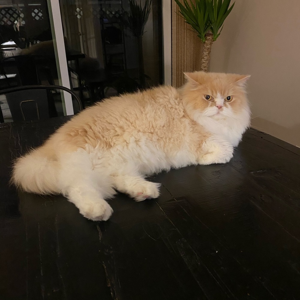 Meet your Posher, Skye